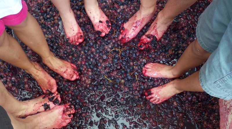 The purpose of the winemaker crushing the grapes with his feet?
